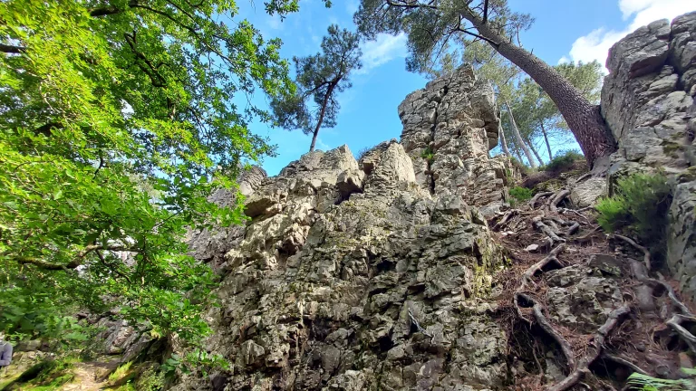 Dans la forêt de Sillé.