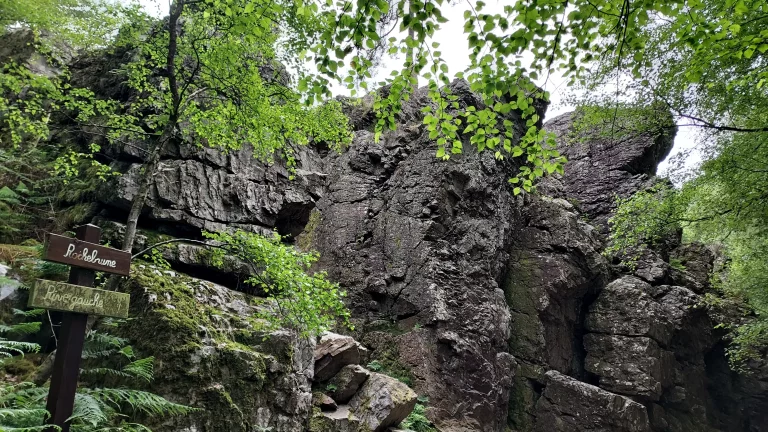 Dans la forêt de Sillé-le-Guillaume.