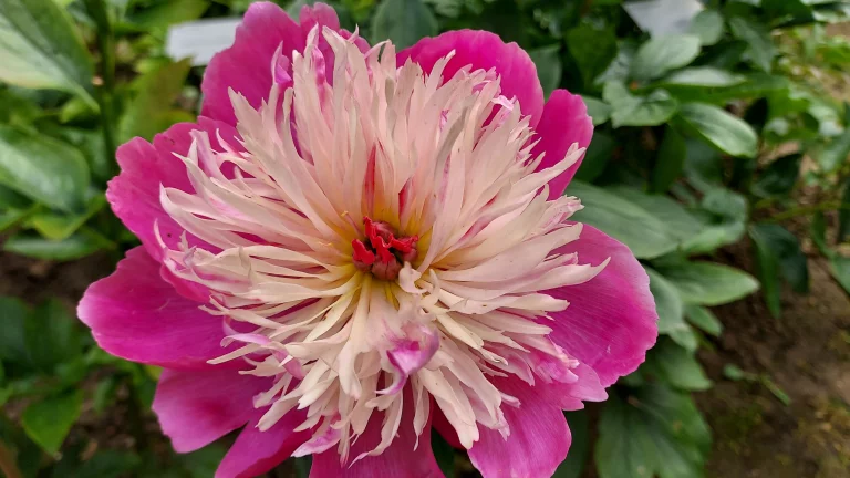 Une pivoine parmi des milliers au château de Sourches.