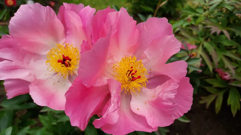 Pivoine à fleur simple...