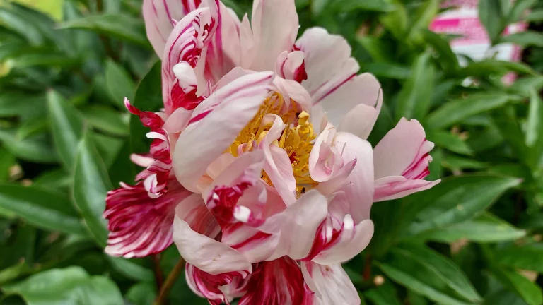 Une pivoine enjouée.