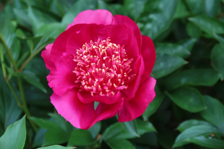 Une pivoine ressemblant à la fleur porcelaine.
