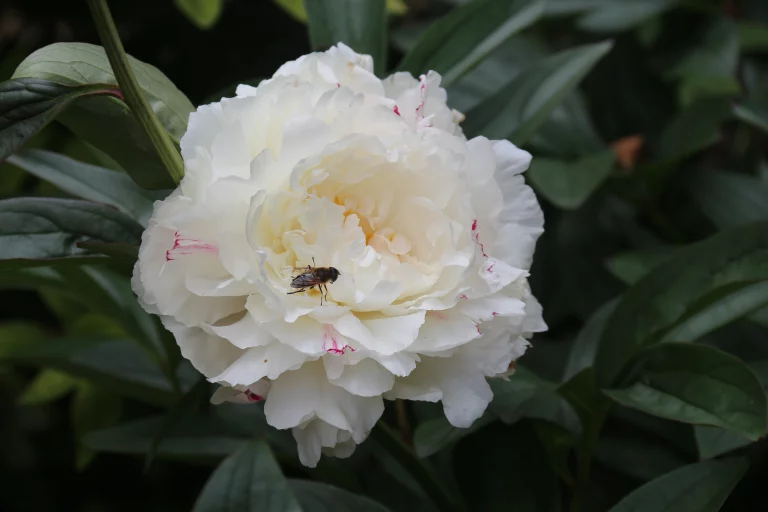 Une petite visite pour récolter du pollen.