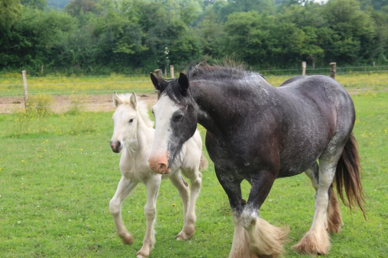 Quelques habitants de la ferme équestre.