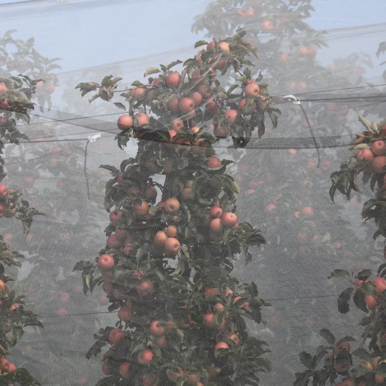 Des fruits bien protégés