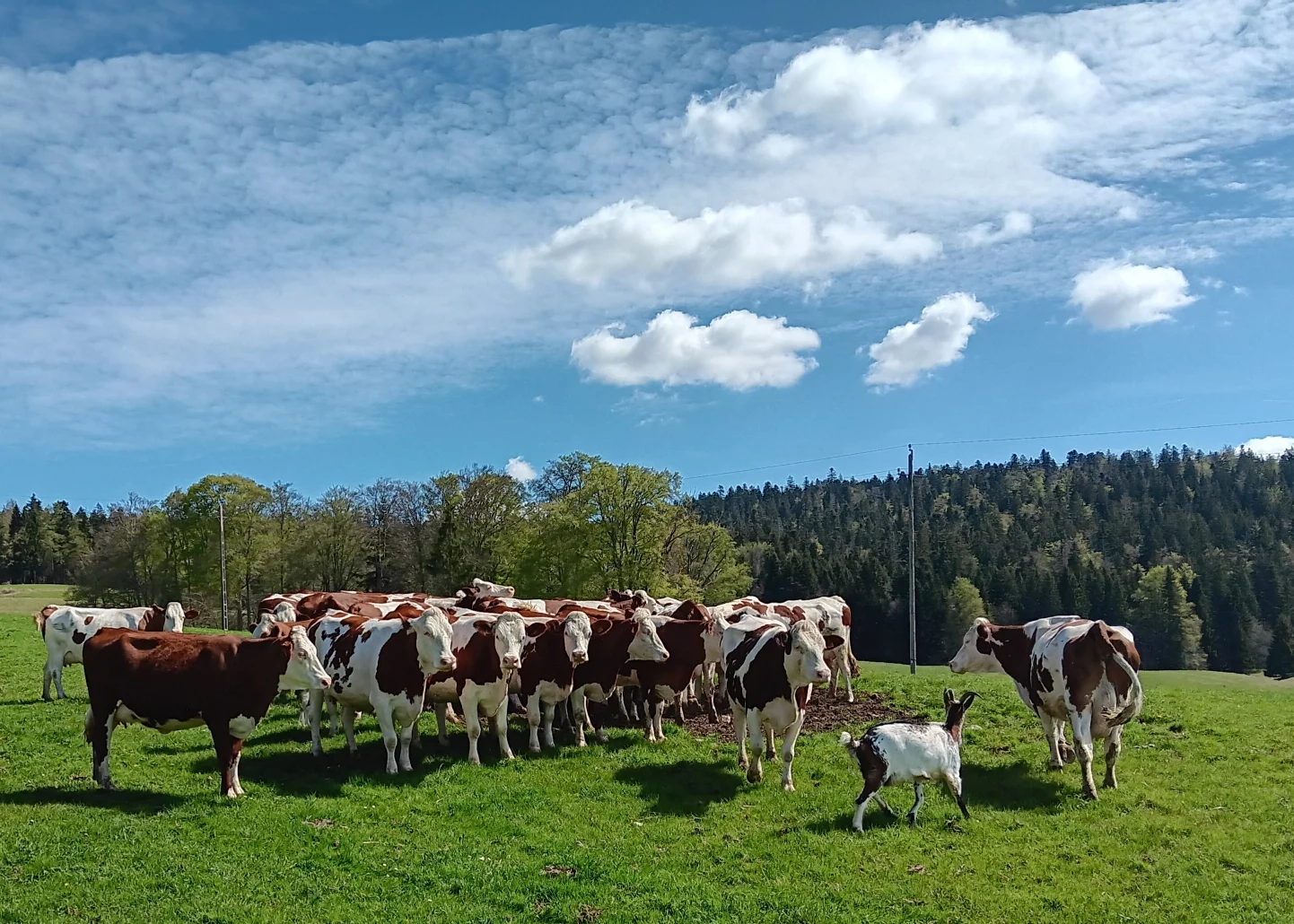 Relève de la garde avec la générale chèvre à l'Ermitage des Frasses à Grande-Rivière