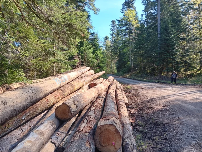 Le bois et la forêt participent à la vitalité locale