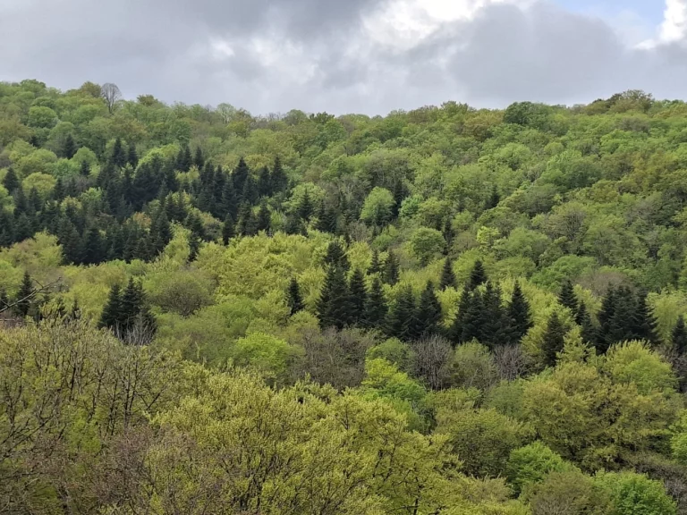 La forêt représente 70% du territoire du Parc naturel régional du Haut-Jura