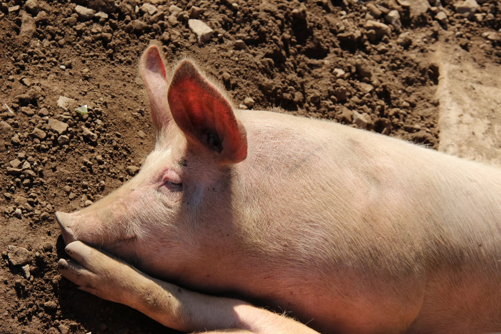 Il faut beaucoup de cochons pour assurer tous les menus marcaires et les cochonnailles.
