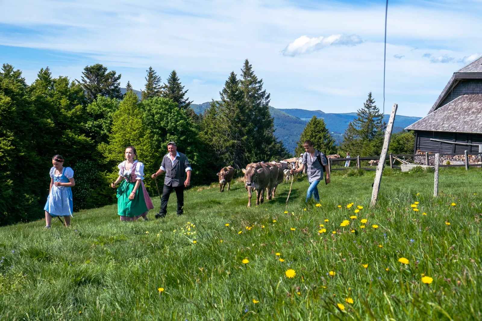 La Transhumance est un jour de fête pour toute la famille. Ici dans la vallée de Munster. © N. Bronner - ADT