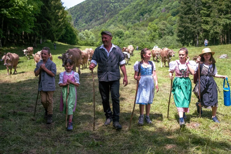Entre randonnées, panoramas et plaisirs gourmands, les fermes-auberges des Vosges offrent une parenthèse authentique, où le temps semble ralentir… et où chaque visite devient un souvenir. Transhumance dans la Vallée de Munster © N. Bronner - ADT
