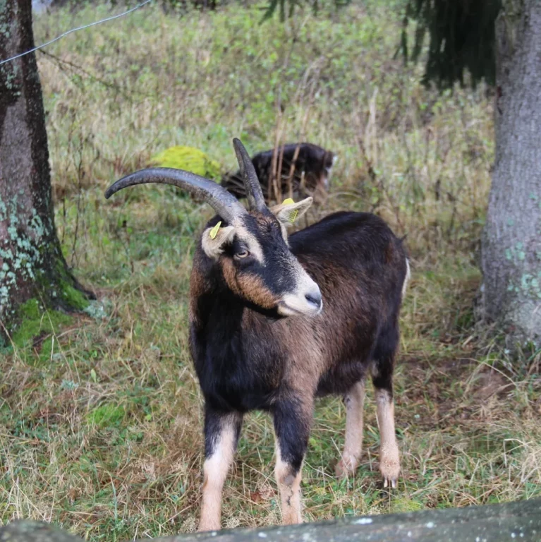 Les chèvres sont à l'aise dans les terrains très accidentés.
