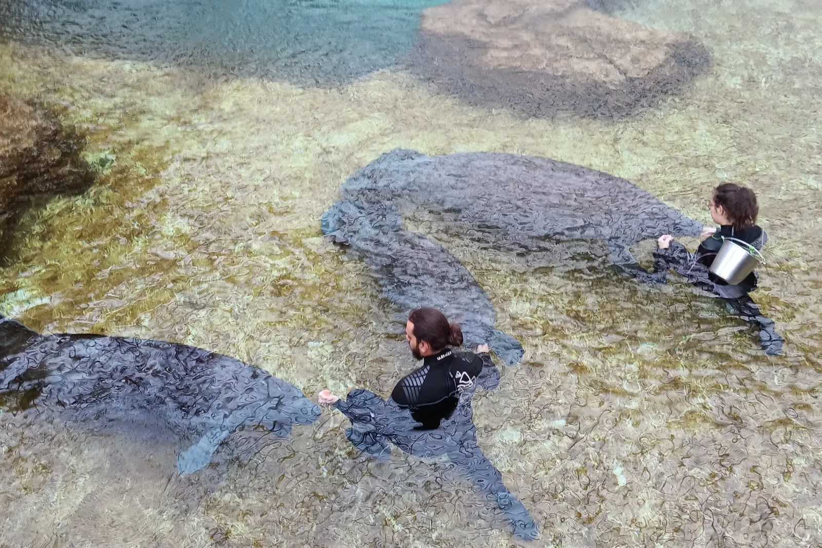 Nourrissage des lamantins dans le bassin tropical