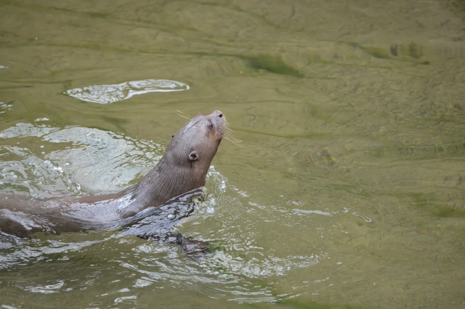 La loutre géante, sociale et très joueuse