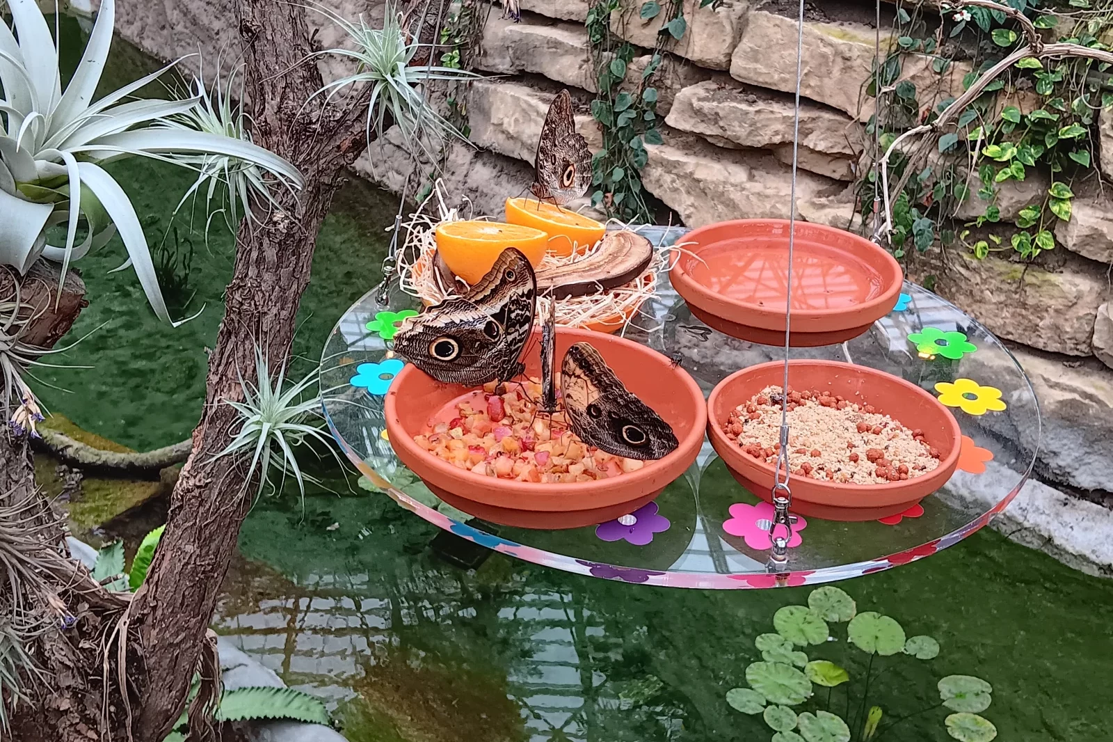 Petit-déjeuner servi pour nos chers papillons