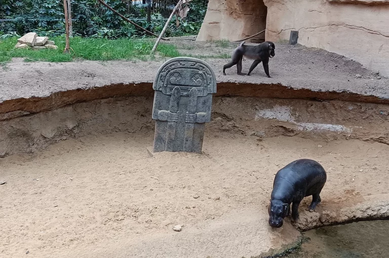 Un hippopotame nain sous surveillance