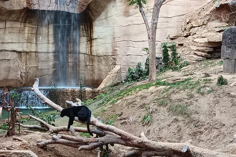 Dame jaguar devant la cascade (17 mètres)