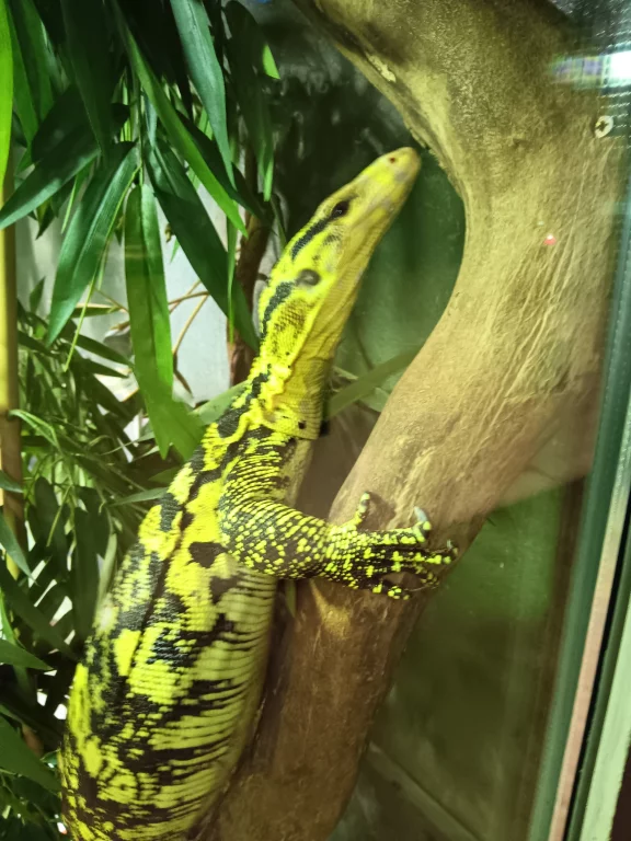 Un caméléon