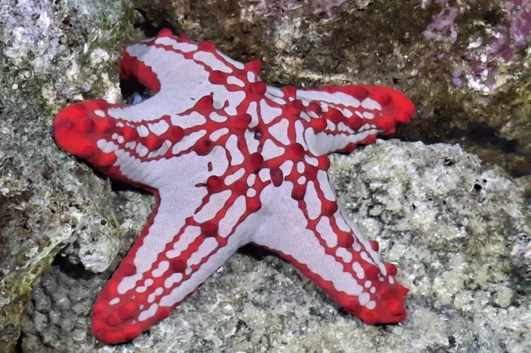 A l'Aquarium, art et nature mêlés