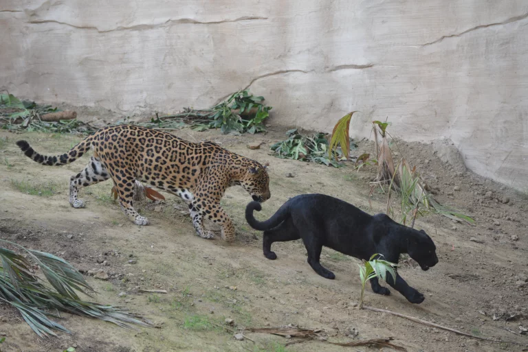 Un couple de jaguars fait la sensation