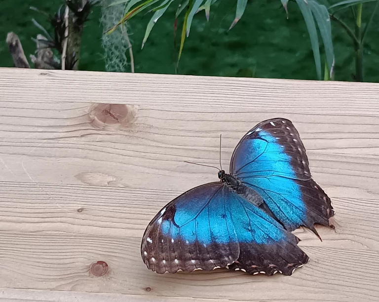 Le morpho-peleides devenu bleu dans la vallée des papillons