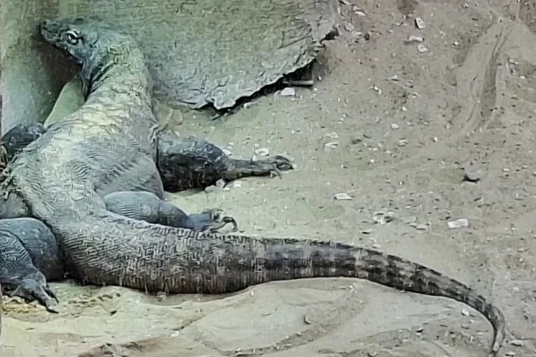 L'impressionnant varan, ou Dragon, du Komodo