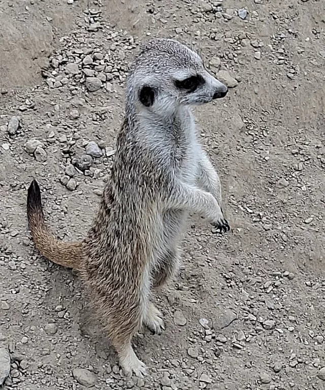 Un suricate