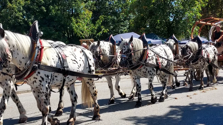 10 chevaux tirent le carrosse de la princesse