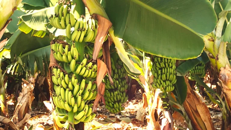 Grace à un micro-climat, il y a même des bananeraies