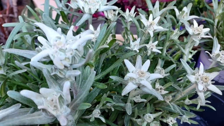 Edelweiss, les incontournables fleurs des Alpes