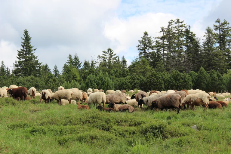 Des moutons assurent une partie de l'entretien des paysages. ©H.L.