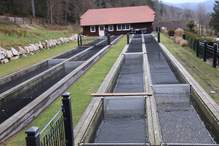 Sous l'impulsion de la famille Bareiss, le Forellenhof compte aujourd’hui parmi les installations aquacoles les plus modernes d’Europe. Dans les bassins et les canaux alimentés par une eau de source fraîche et limpide, on trouve également truites arc-en-ciel, truites saumonées et ombles chevaliers. ©H.L.