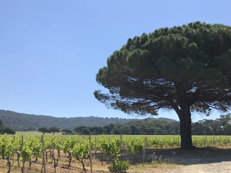 11. Les deux vignobles de l'île sont en bio ©F.Hermine