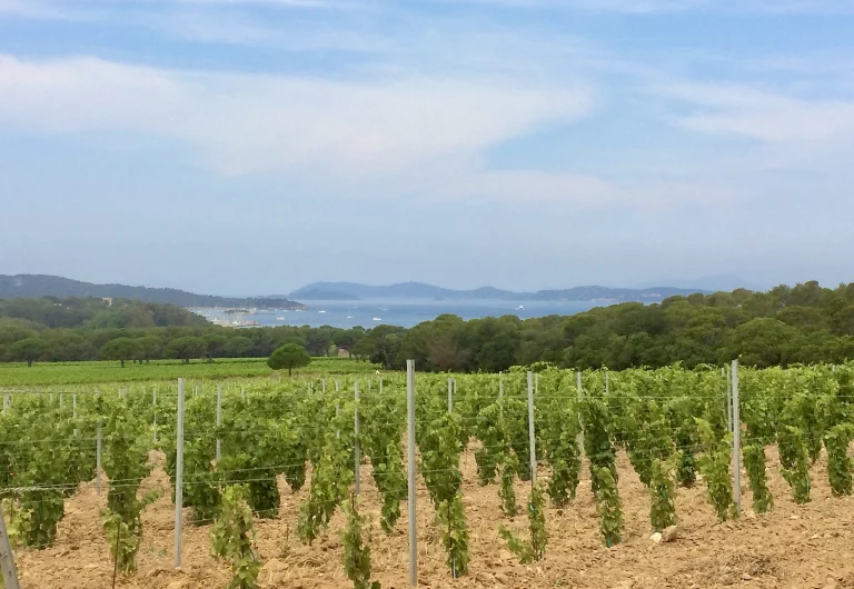 9-Vue-des-vignes-de-la-Courtade F.Hermine
