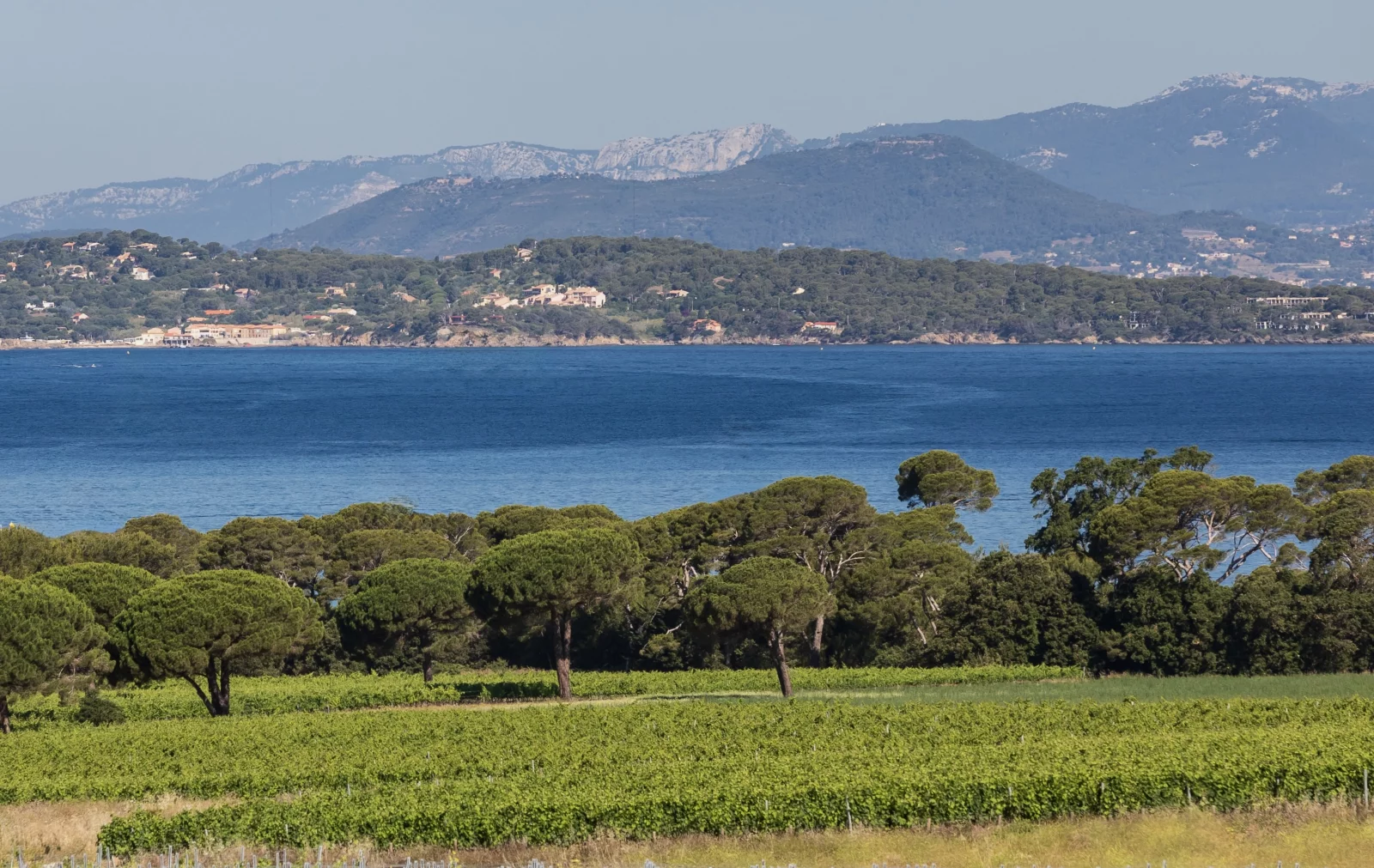 Le vignoble de l'île peut servir de pare-feux en cas d'incendies ©F.Hermine