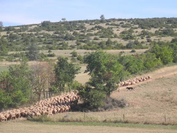 Une traditionnelle activité pastorale
