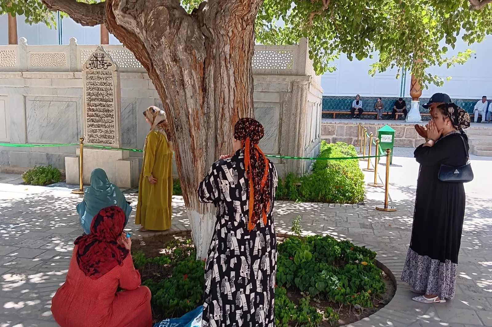 Le mûrier sacré serait né, d'après la légende, de la métamorphose du bâton de pélerin de planté par Bahaouddin Nakchbandi de retour de La Mecque. Photo Claude Vautrin