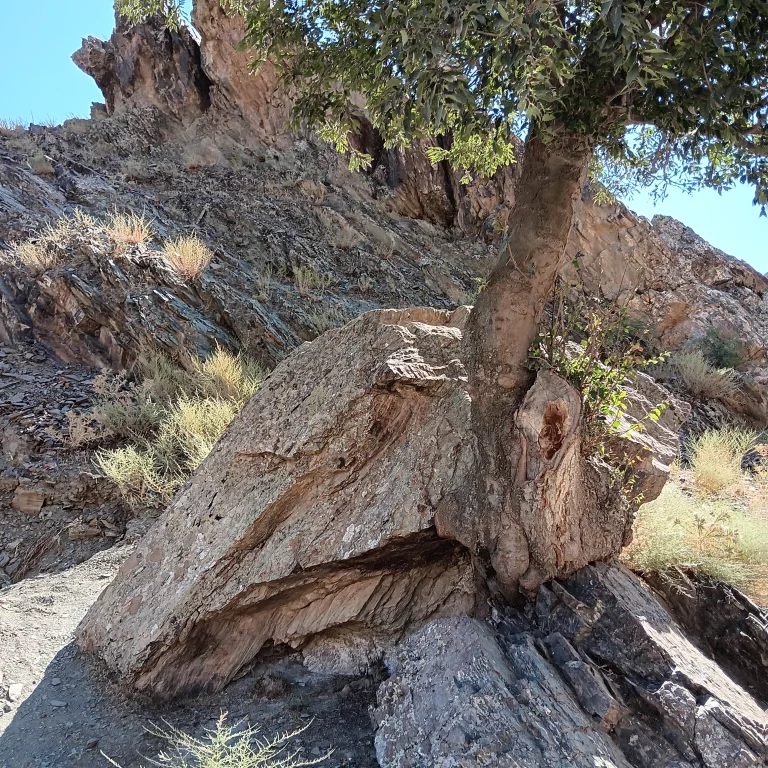 Minéraux et arbre mêlés. Monts Nourata. Ouzbékistan. photo Claude Vautrin