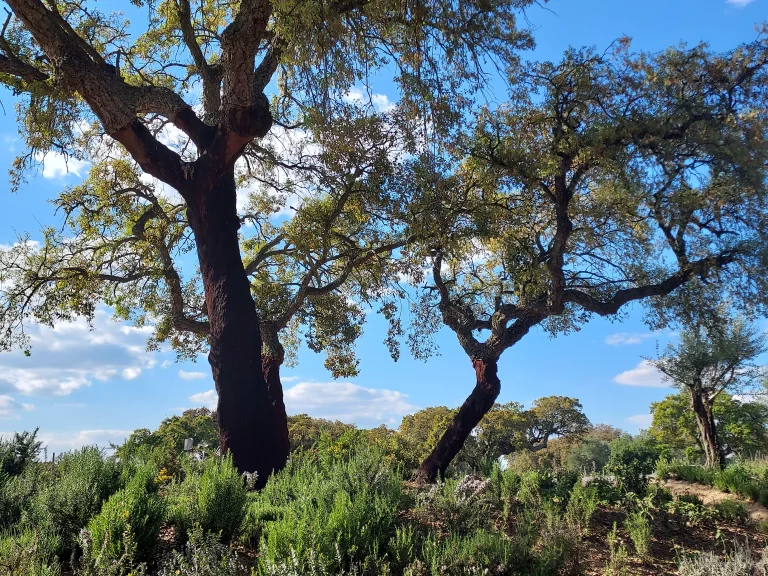 L'Alentejo, là où bat le coeur secret du Portugal.