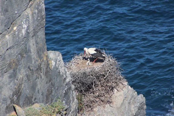 Les falaises du Parque Natural do Sudoeste Alentejano. C'est le seul endroit au monde où les cigognes blanches nichent sur des falaises.