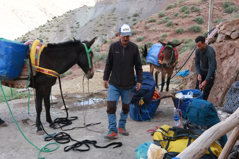 Préparation des mules : un rituel de chaque matin.
