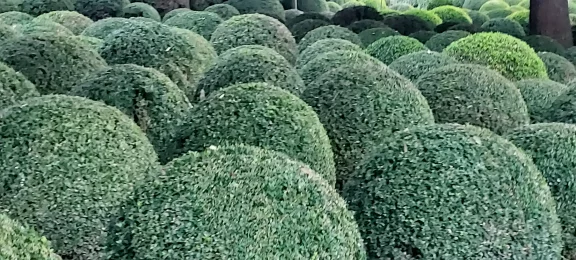 Dans le parc du château d'Amboise, des milliers de buis sont taillés en boule.