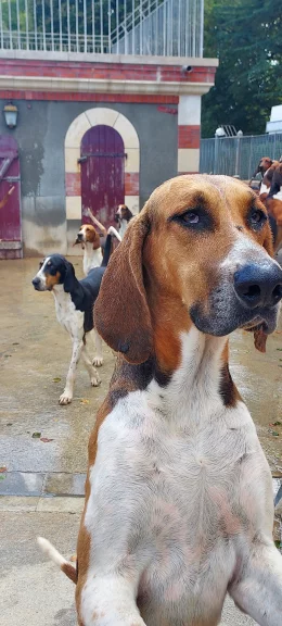Une centaine de chiens anglo-français tricolores vivent dans le chenil du château de Cheverny.