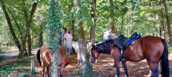 Rencontre en chemin.