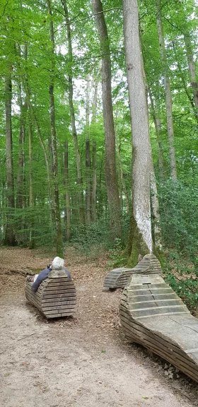 Dans la futaie des Clos au coeur de la forêt de Bercé, quelque 400 chênes tricentenaires montent vers le ciel.