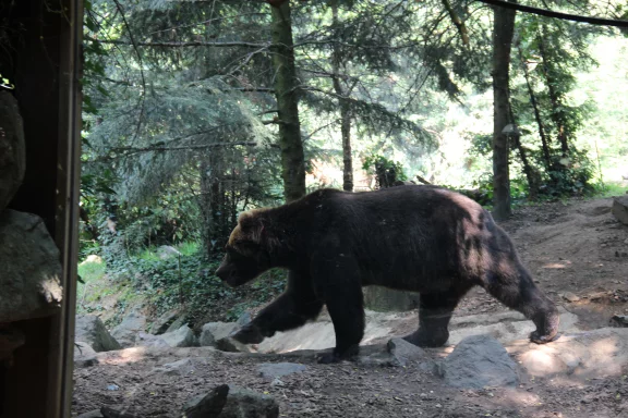Zoo de La Flèche. Je m'en vais chercher un copain de jeu.