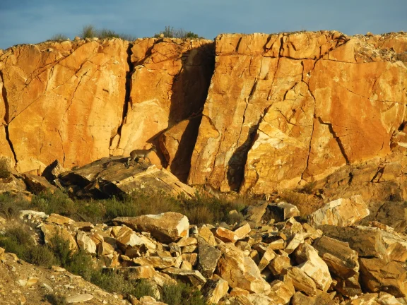 Biches en balade dans une carrière de marbre à Macael