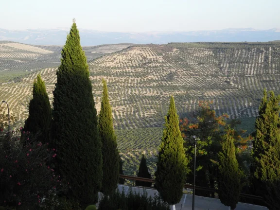 Les oliveraies de Sabiote