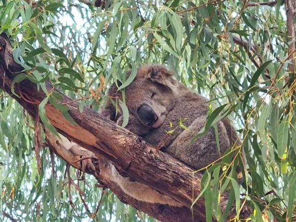 Le Koala est avec le kangourou un animal emblématique de l'Australie.