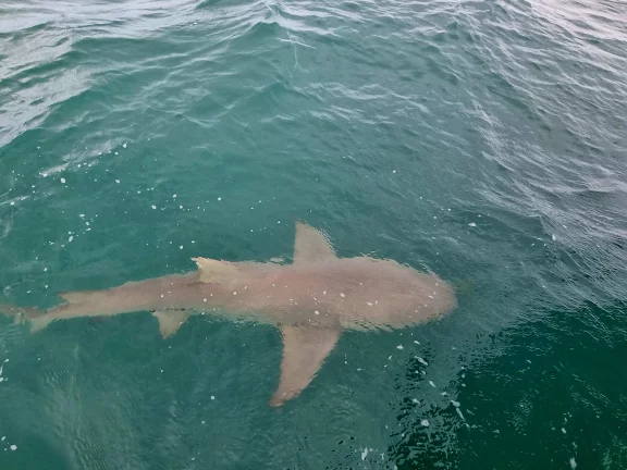 Requin dans les eaux du parc marin de Cobourg.